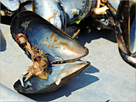 Bayley's Lobster Pound: Garlic Mussels $14