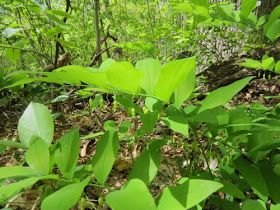 Solomon's seal