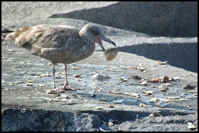 Provincetown 036