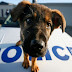    Αποτελέσματα αστυνομικών ελέγχων για την τήρηση της νομοθεσίας περί προστασίας των ζώων   