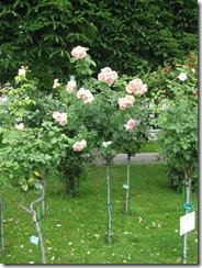 IMG_5839 IMG_5839