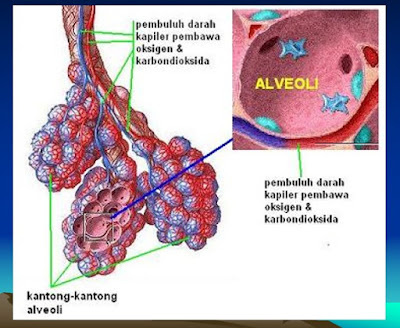 kantong alveoli