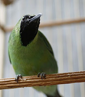 Foto burung cucak ijo harga pasar terbaru 