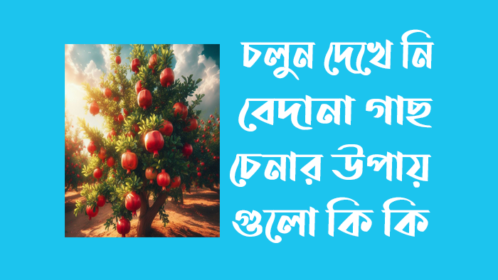 বেদানা গাছ চেনার উপায়