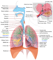 Respiration System