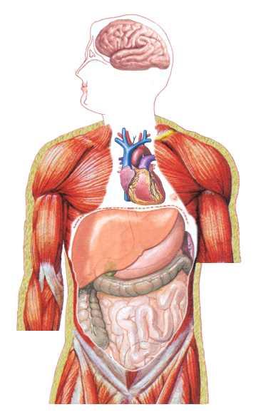 The endocrine organs in the human body. other to maintain the physiology of