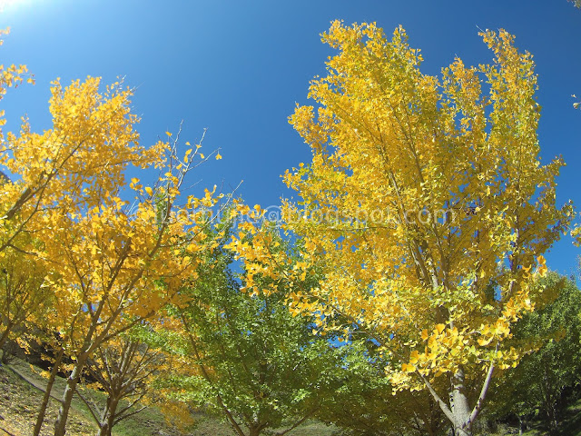 Wuling Farm maple autumn foliage