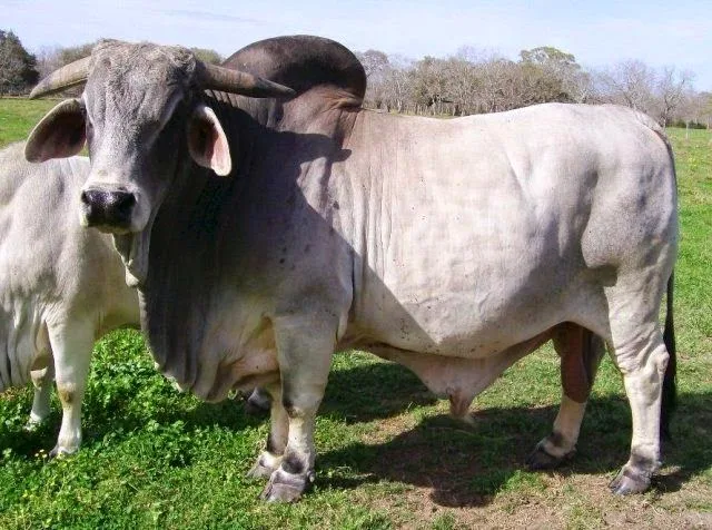 Sapi Brahman