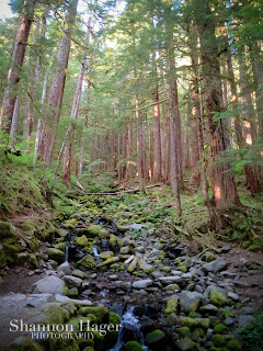 Shannon Hager Photography, Forest