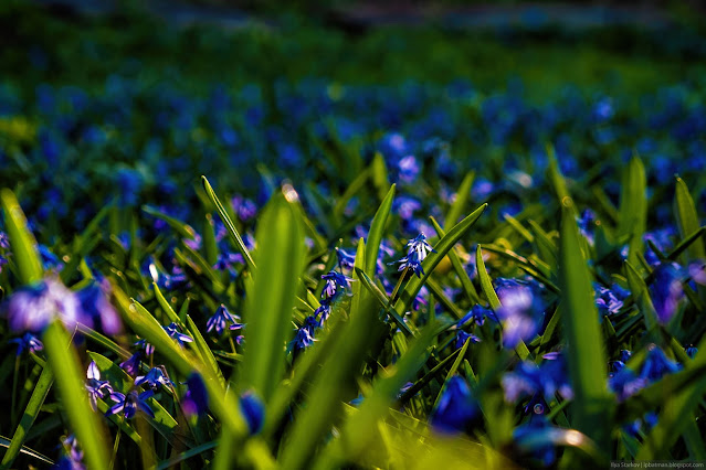 Полянка синих цветочков в лучах солнца