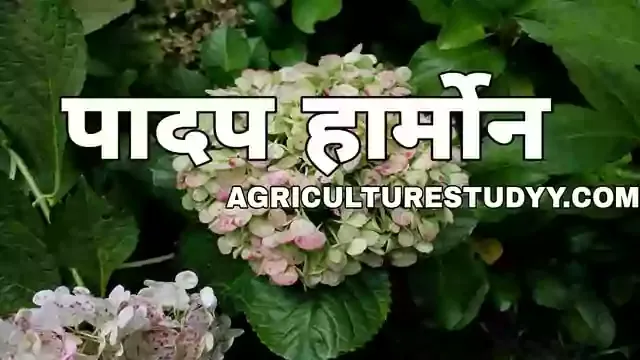 पादप हार्मोन क्या है, plant hormone in hindi,  padap hormone kya hain, plant hormone in hindi, आक्जिन, जिब्रेलीन एवं इथाइलीन हार्मोन के कार्य व महत्व