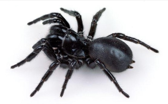 spider-control-in-sydney