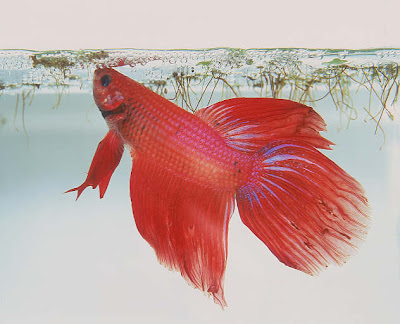 goldfish tank ideas. Betta fish goldfish tank