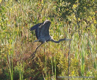 Great Blue Heron Taking Off