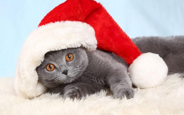 Hermosos Gatito con un Gorro Navideño Imagenes de Gatos