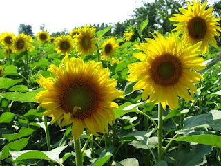 Sunflowers wallpaper