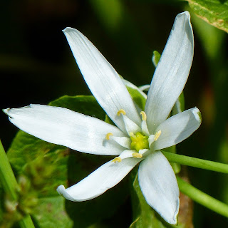 http://wild-flowers-of-europe.blogspot.nl/2014/10/ornithogalum-orthophyllum.html