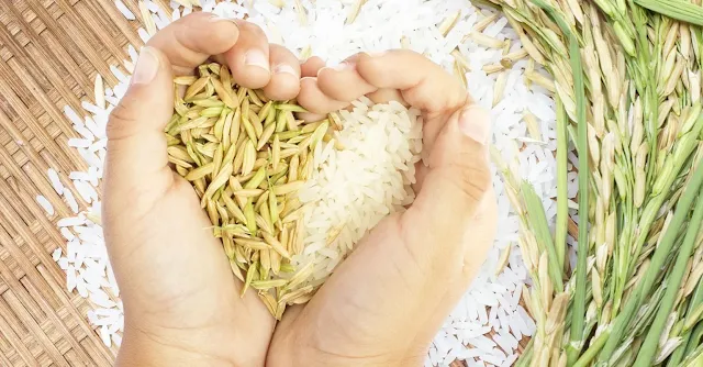 Understanding the Rice Purity Test