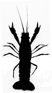 Silhouette of marbled crayfish