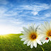 Wallpaper Love Two Sunflowers 1280x800