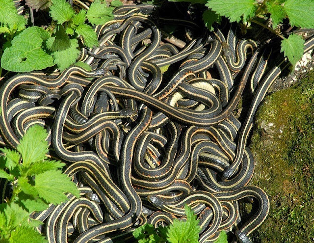 serpiente de jarretera de flancos rojos - pozos Snake Narcisse en Manitoba, Canadá