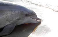 A dolphin lies on the sand