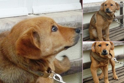Ver cachorrinho