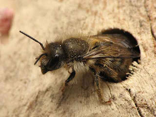 Osmia cornifrons at nest's entrance.