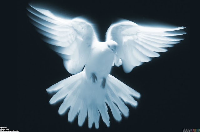 White Dove Wallpapers