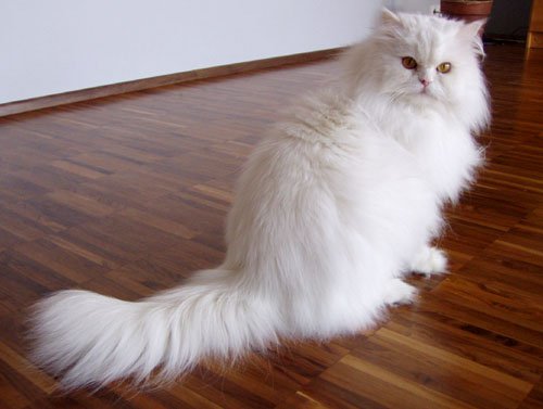 Akim Life Kucing Putih Comel