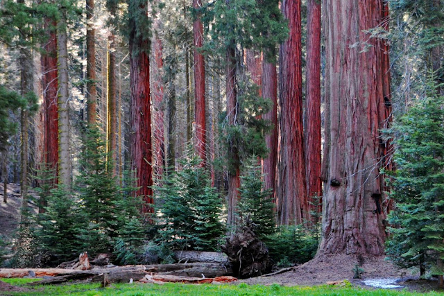 Sequoia National Park