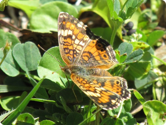 11 Withlacoochee Trail - Phaon Crescent - Phyciodes phaon Butterfly (1)