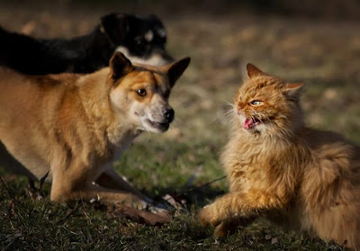 Brave Cat vs Dogs Seen On www.coolpicturegallery.us