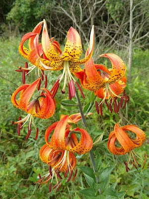 Лилия великолепная (Lilium superbum)