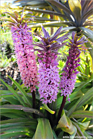 Flores en Greenwich Steps, San Francisco