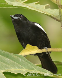 White-shouldered Tanager