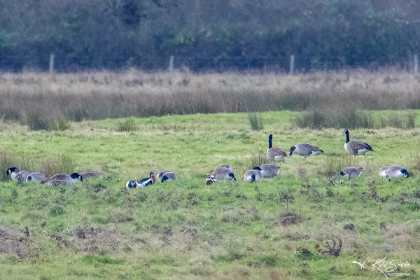 Red-breasted goose