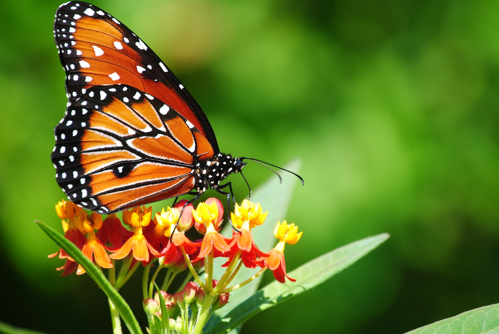 Florida Fall Butterflies \u00bb Focusing on Wildlife