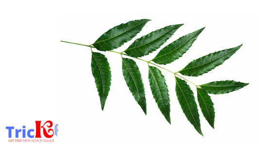 Uses of Need Leaf as skin fungus remedy.png