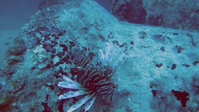 Diving near Key Biscayne