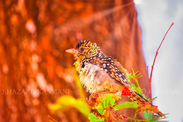 bird photograph edited with luminar 3