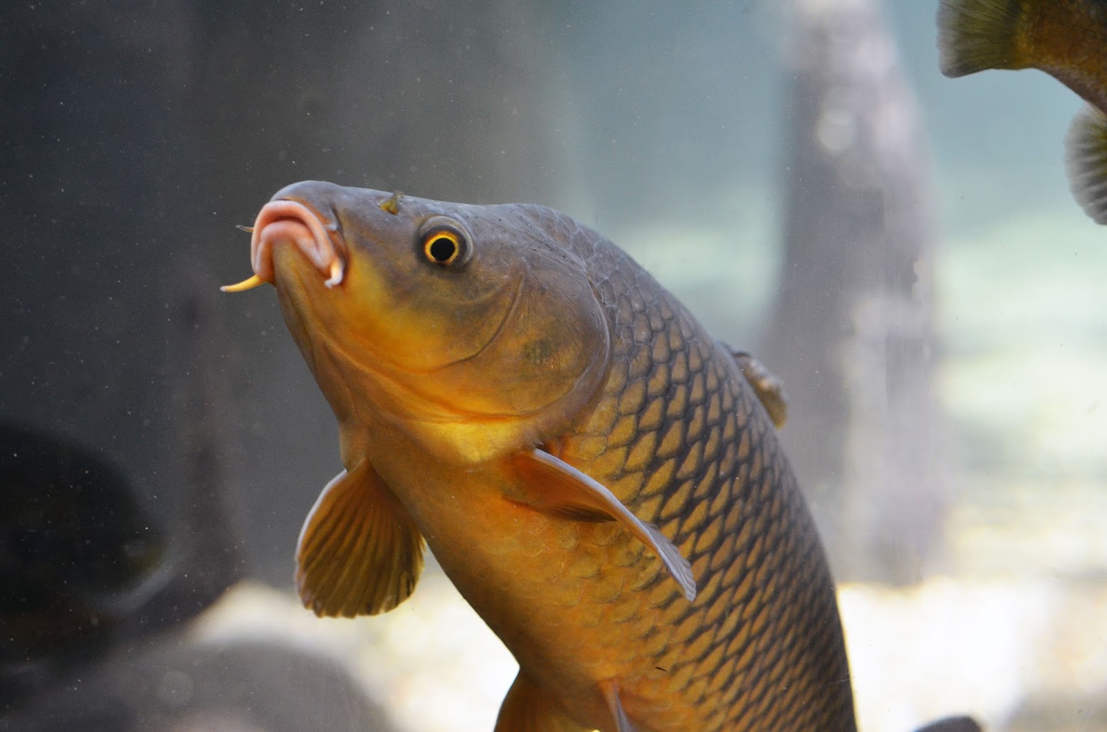 Virginia Fishes: The Common but Captivating Carp (Cyprinus carpio)