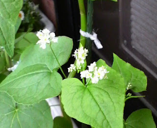 白いそばの花が咲いています