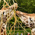 Une girafe de Rothschild née à Bellewaerde