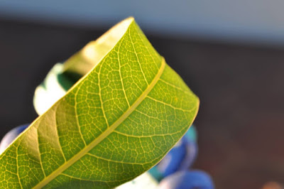 TEKNIK MENGAMBIL GAMBAR MAKRO DAUN