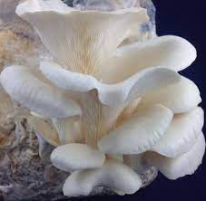 Mushroom Cultivation Training In Laxmeshwar