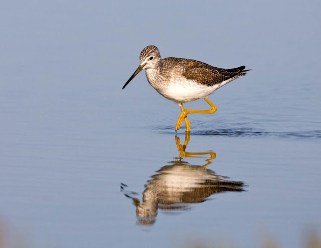 Shore Birds Photos