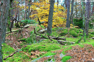 Restant du Long Rocher, Fontainebleau