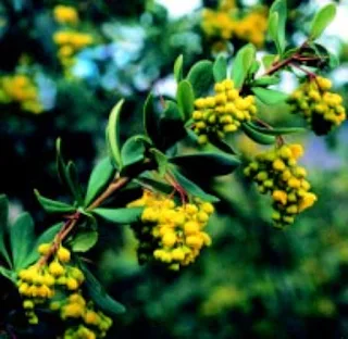 Berberry  Nepal berberry (Berberis aristata)