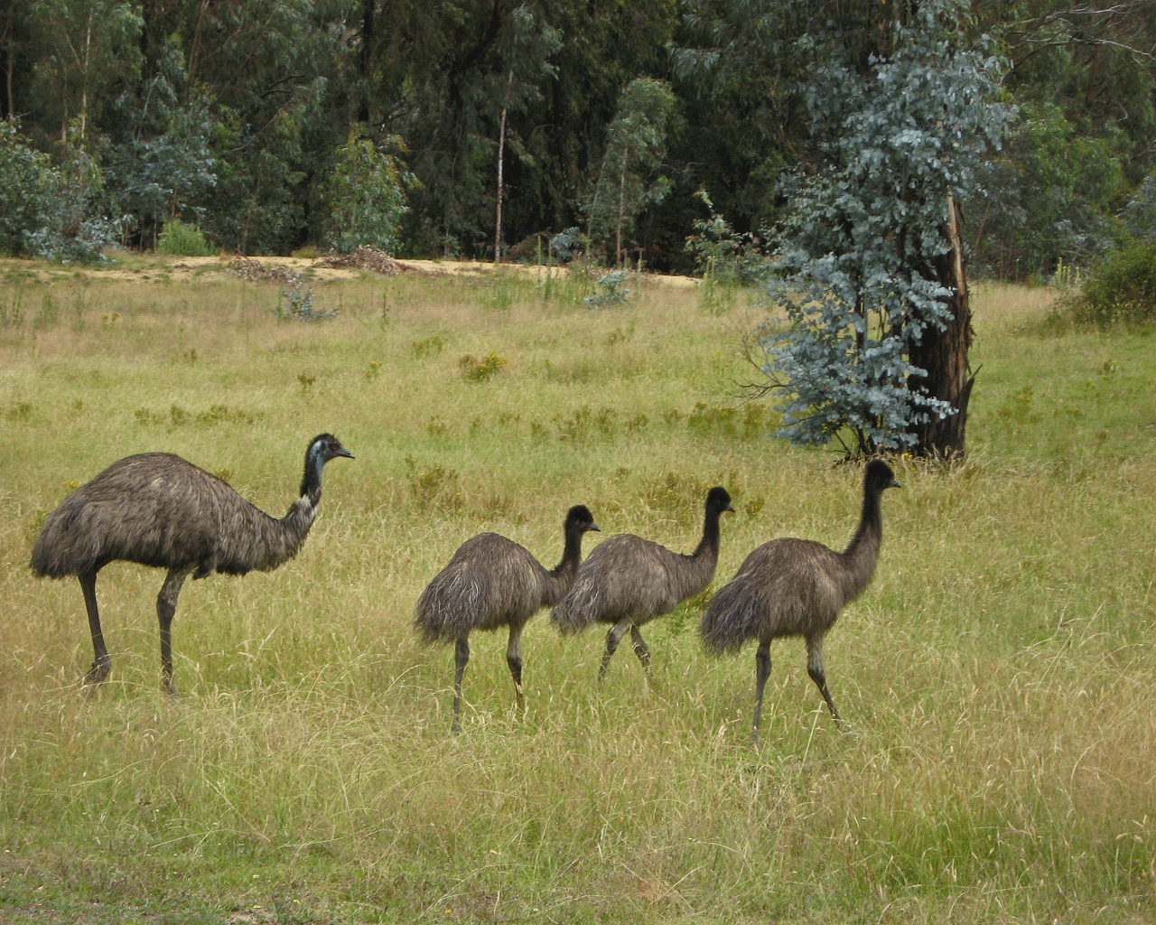 Best Jungle Life: Emu & Emu Pics And Emu Wallpapers